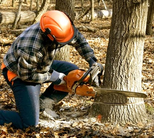 Tree Removal in Rudolph, WI